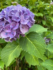 あじさい hydrangea