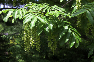 flowers of a tree wingnut Pterocarya fraxinifolia