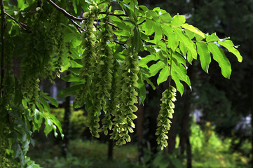 flowers of a tree wingnut Pterocarya fraxinifolia