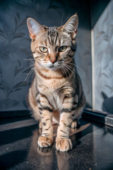 Obraz premium Portrait of a cute cat with expressive eyes sitting by the window