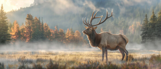  Majestic Elk in Misty Meadow