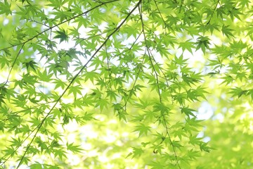 キラキラの木漏れ日と青モミジ