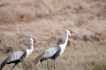 Pair of Wattled Cranes