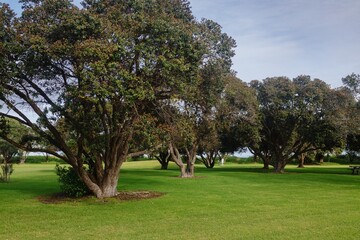 Pohutukawa tree grove in Shakespeare Regional Park, Whangaparoa, Auckland, New Zealand.