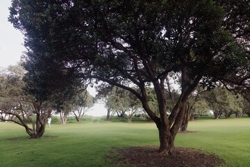 Pohutukawa tree grove in Shakespeare Regional Park, Whangaparoa, Auckland, New Zealand.