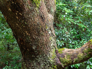 苔が生える樹木