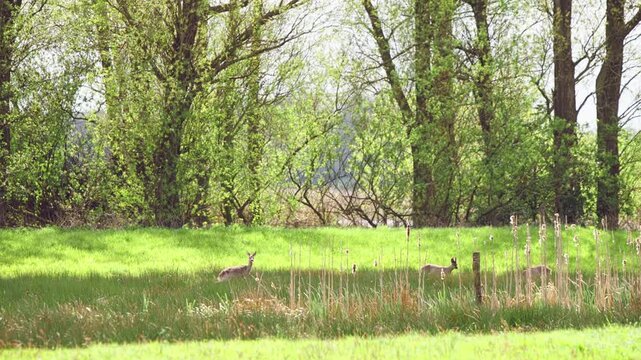 Roe deer walking in green grassy meadow on border of sunlit forest.
