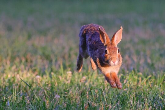 Rabbit hopping through a grassy field during sunset