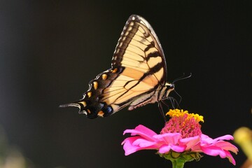 Beautiful butterfly in flight above a vibrant pink flower against a dark background