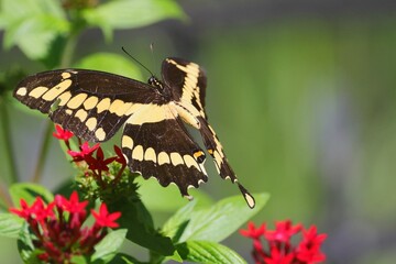Close-up of a butterfly with yellow and black wings perched on vibrant red flowers in a garden