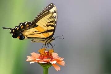 Close-up of a butterfly perched on an orange flower with a blurred background
