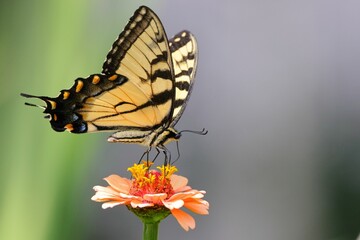 Close-up of a butterfly perched on a vibrant flower with a blurred background.