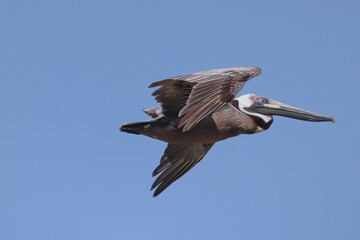 Brown pelican in flight against a clear blue sky