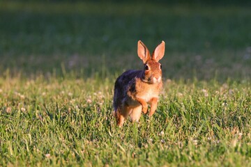 Cute rabbit hopping in a grassy field at sunset with a blurred background