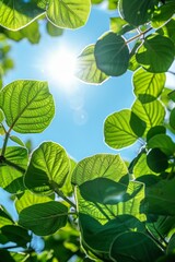 Fototapeta premium Vibrant Green Leaves Basking in Sunlight - Nature's Freshness and Vitality