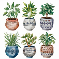 Fototapeta premium cactus in pot