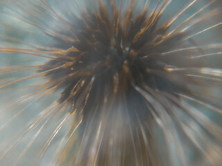 Close up macro shot of a big dandelion.