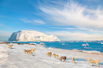 Many greenland dogs chained up on the snow, with hut-colored houses in the background and Greenland mountain and seascape - Kulusuk, Greenland © muratart