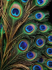 Obraz premium Peacock Feather Closeup.