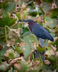 Green Heron