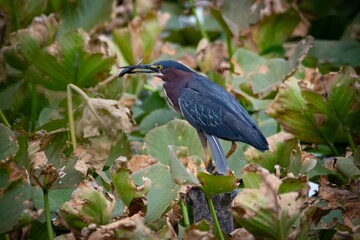 Green Heron