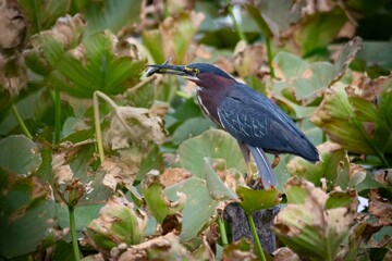Green Heron