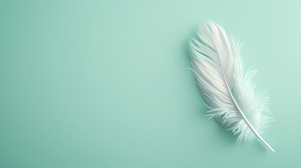 Obraz premium White feathers, copy space concept