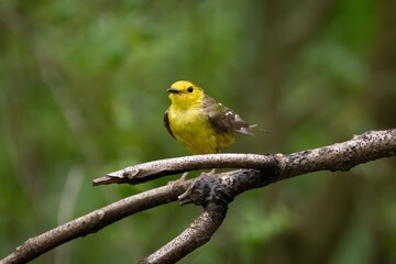 Hooded Warbler