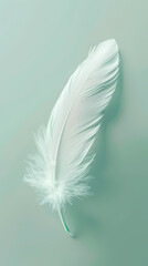 Obraz premium White feathers, copy space concept