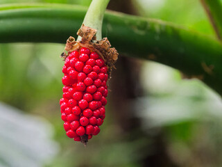 Asian taro (Alocasia odora) fruit in wild