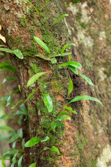 Tree trunks covered with moss and ferns