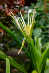 Obraz premium Crinum asiaticum, or white lily in the garden