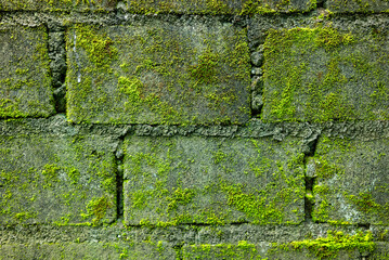 Walls that have been overgrown with moss
