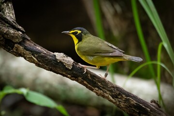 Obraz premium Kentucky Warbler