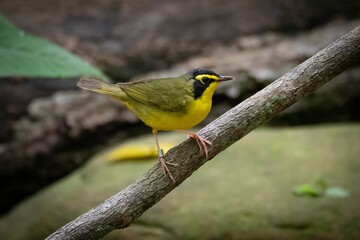 Obraz premium Kentucky Warbler