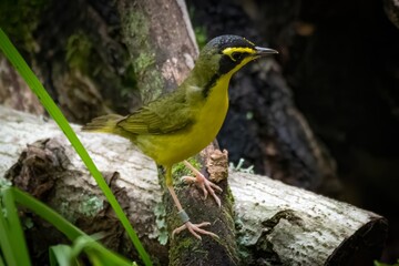 Kentucky Warbler