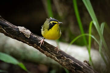 Obraz premium Kentucky Warbler
