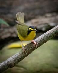 Kentucky Warbler