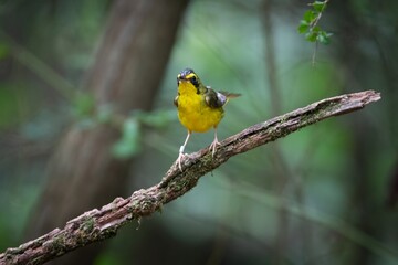 Kentucky Warbler