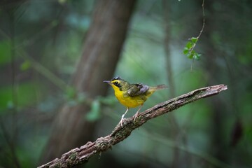 Kentucky Warbler