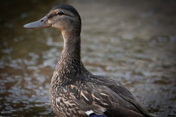 Mallard