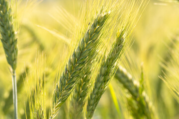 Green barley plants in the farm field in summer