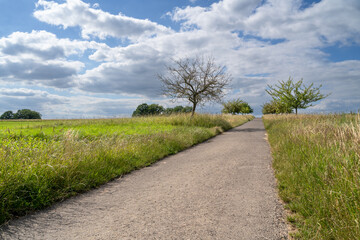 Footpath in the landscape in summer