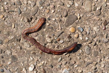 Dried out earthworm on the ground