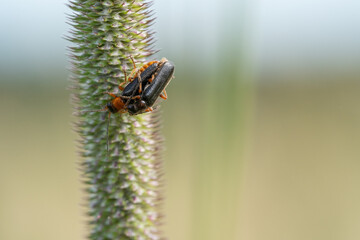 Cantharis soft beetle during mating on a plant
