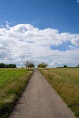Hiking path in the country in summer