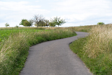 Footpath between high grass in the countryside