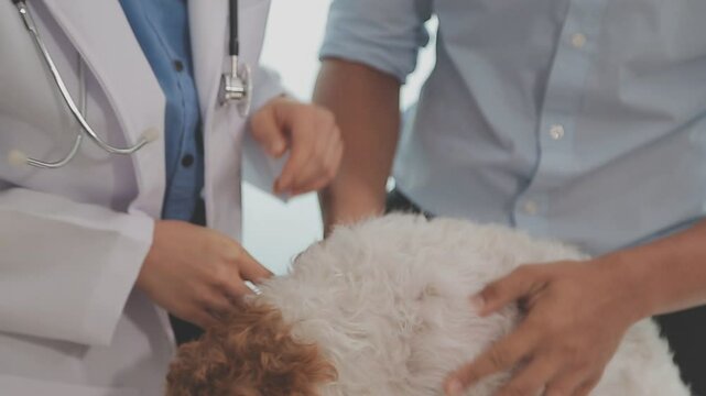 Veterinary doctor and assistant working together examining dog on table in veterinary clinic Pet health care and medical concept. Close-up.