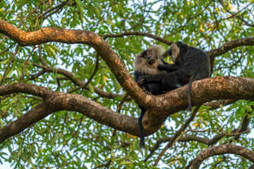 Lion-Tailed Macaque