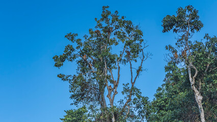 A family of long-nosed proboscis Nasalis larvatus settled on the top of the tree. Monkeys on the branches among the foliage against a clear blue sky. Malaysia. Borneo Nature Reserve. Sandakan.